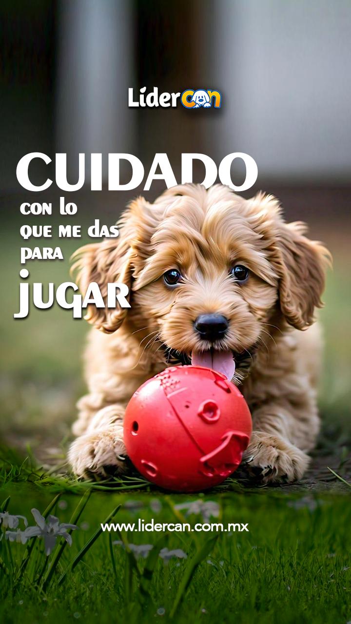 Cuidado con los juguetes de tu cachorro: