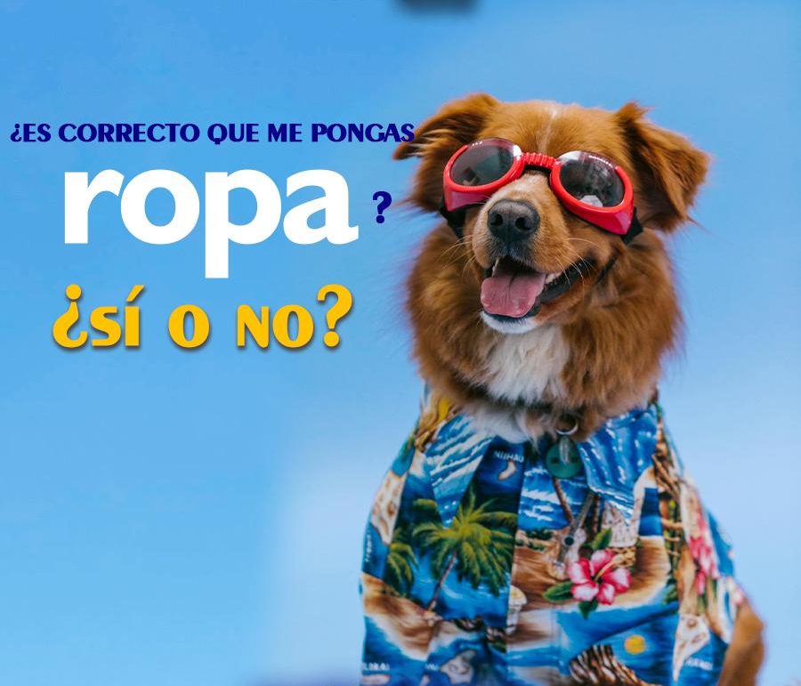 ¿Los perros deben usar ropa?