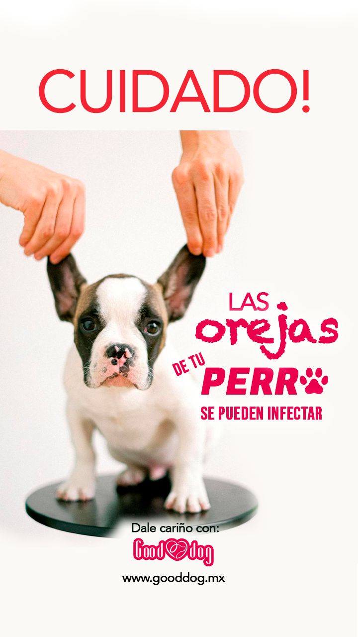 ¿Cómo saber si mi perro tiene una infección en las orejas?