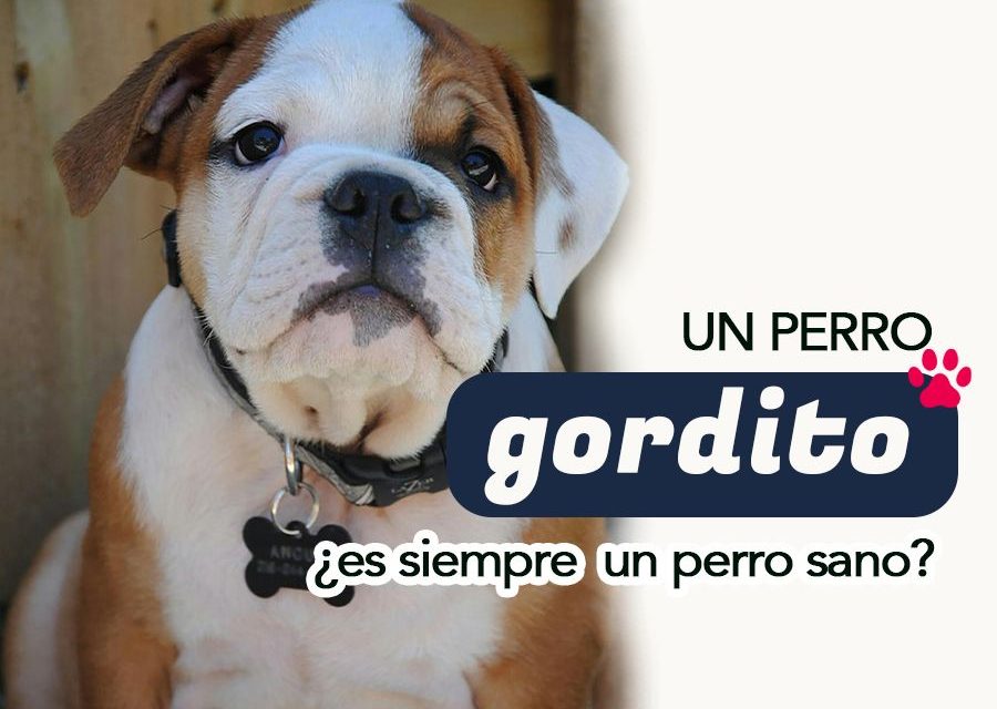 ¿Cómo saber si tu perro tiene obesidad?