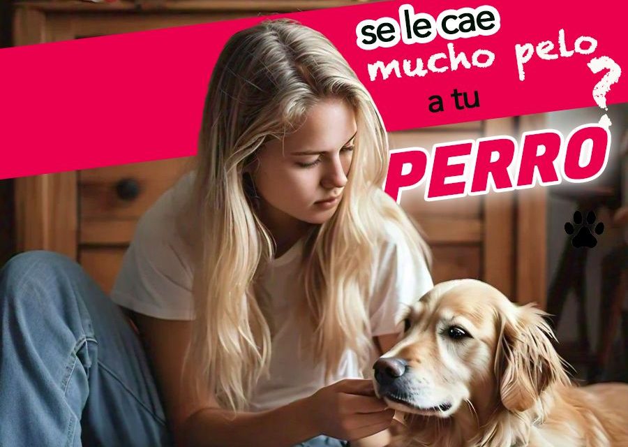 ¿Por qué se le cae tanto pelo a mi perro?